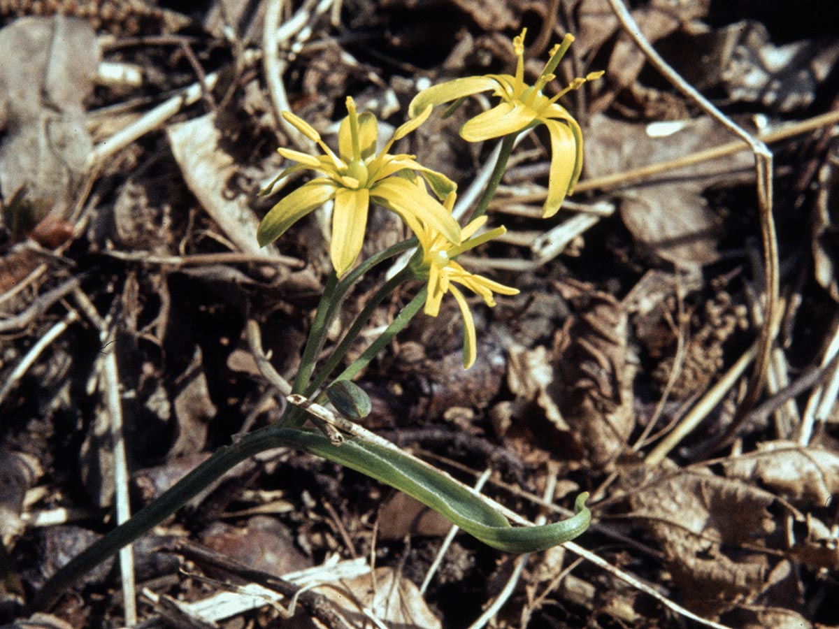 Gagea lutea